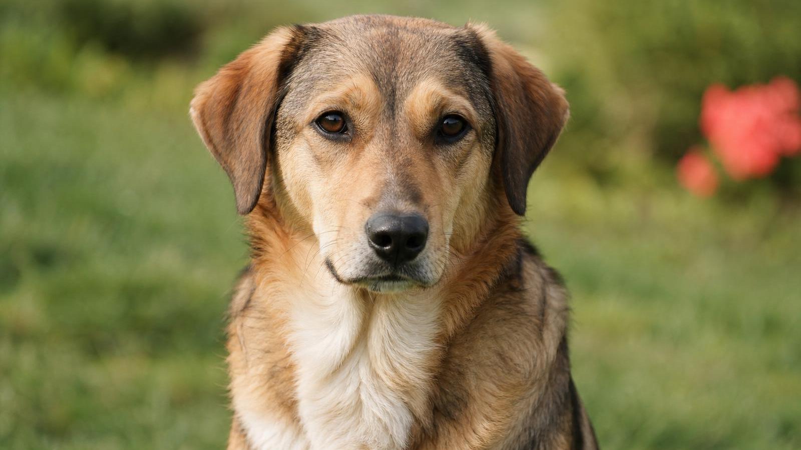 Augen, Rute, Ohren, Calming Signals: So liest du, was dein Hund dir sagt – und erkennst Stress, bevor eine Situation kippt.
