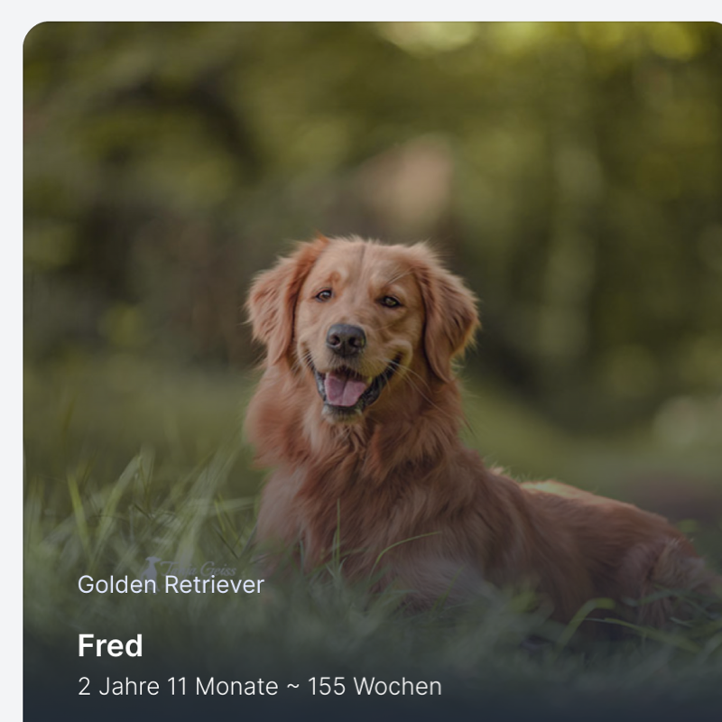 Im persönlichen Bereich können die Kunden ihre Hunde selber verwalten