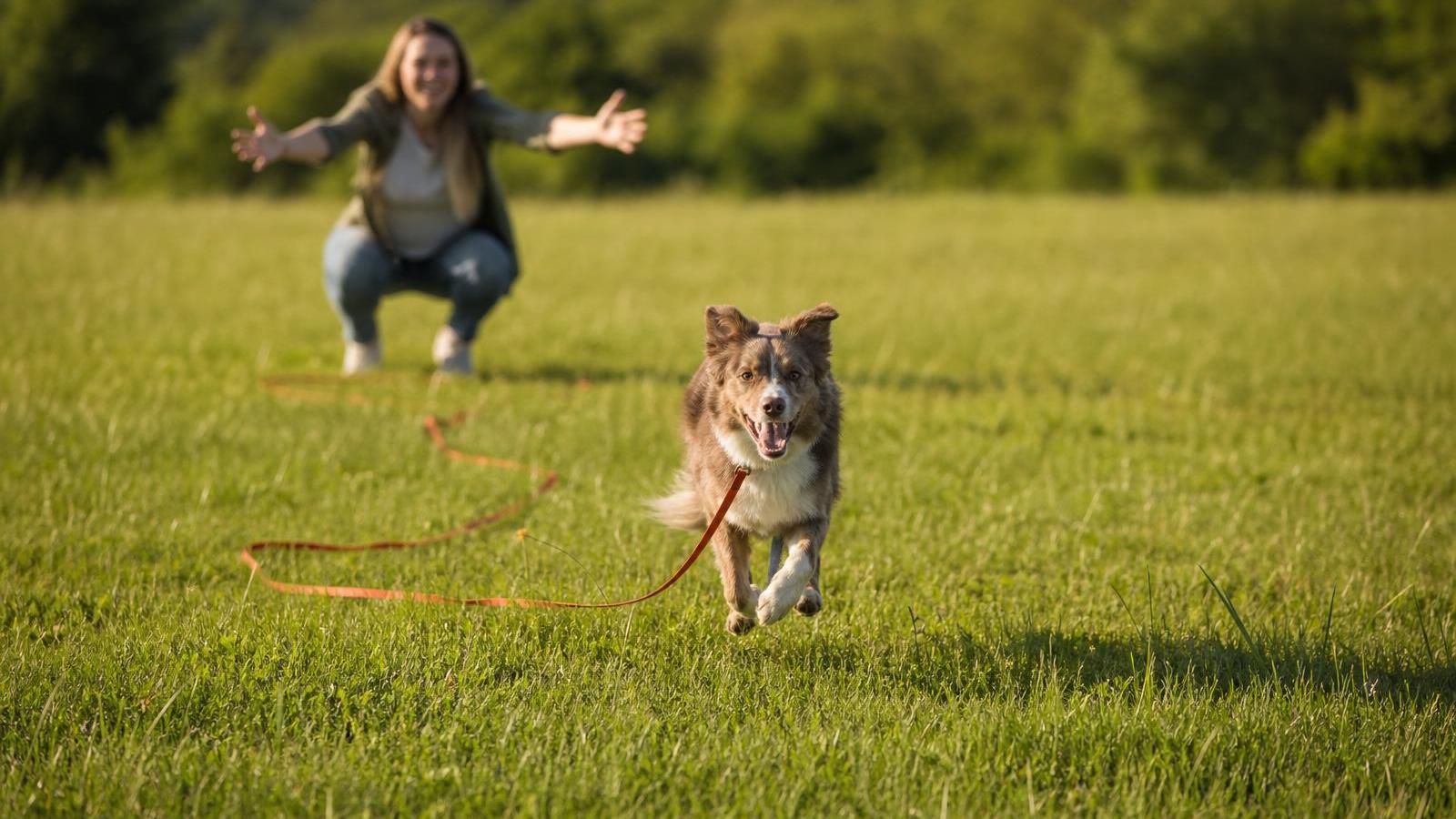 Dein Hund kommt nicht, wenn du rufst? So baust du den Rückruf Schritt für Schritt auf – mit dem richtigen Signal, Belohnung und Schleppleine.