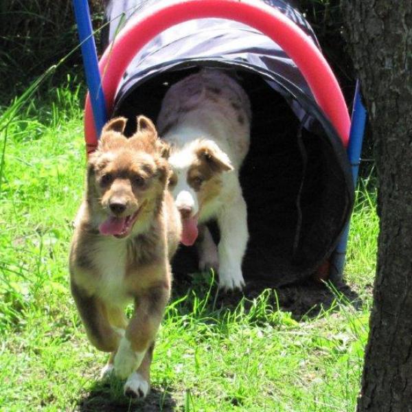 Welpenschule Sa 14:00 Uhr