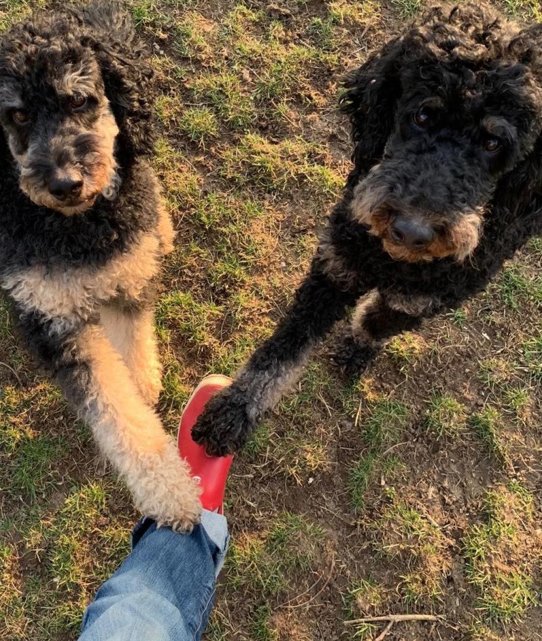 Training für Mensch & Hund