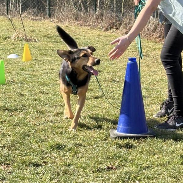 Longieren mit Hunden - Aufbaukurs Mittwochs