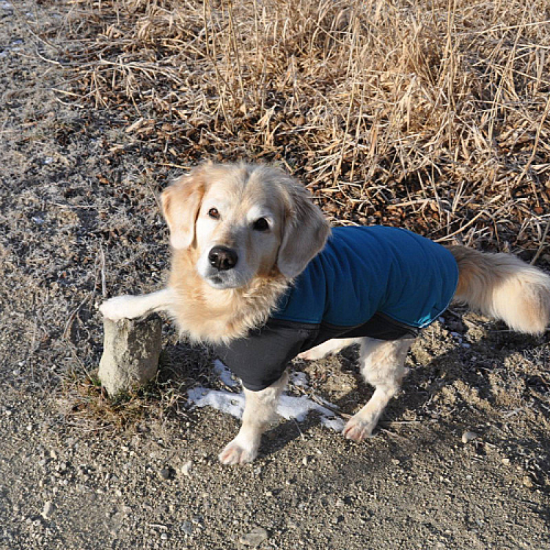 TRAINERFORTBILDUNG - Training trifft Physio (ohne Hund)