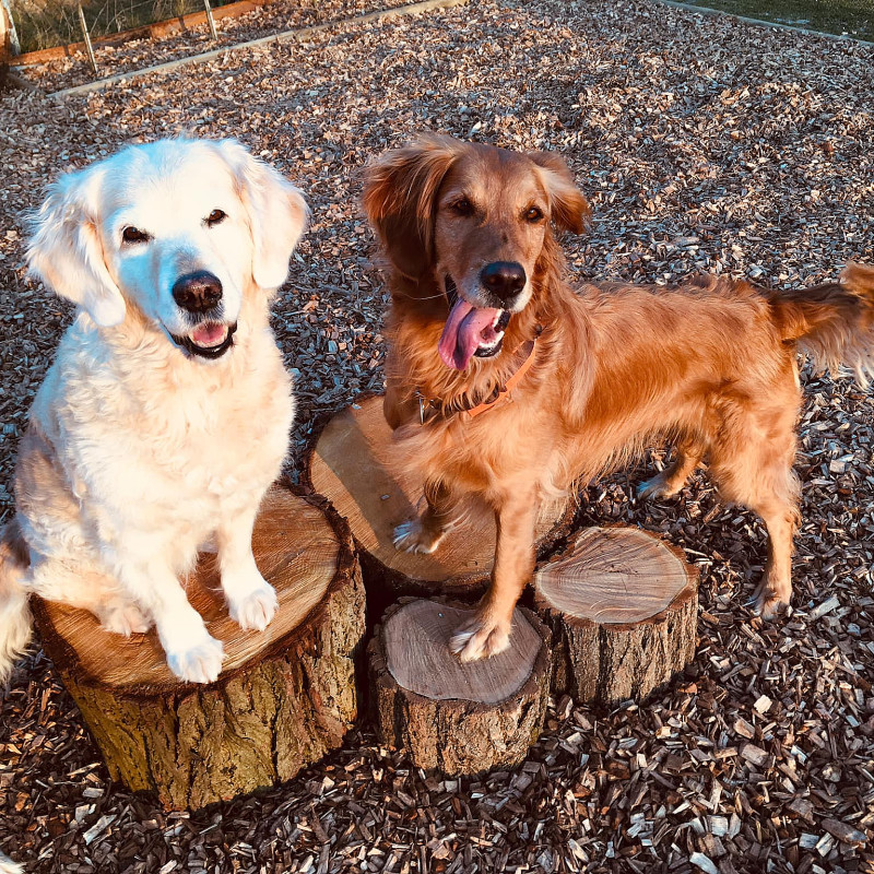 Special Time: Training trifft Physio - Fitness, Koordination & Gesundheit für deinen Hund