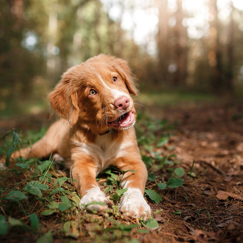 JunghundeTraining in Kleingruppen