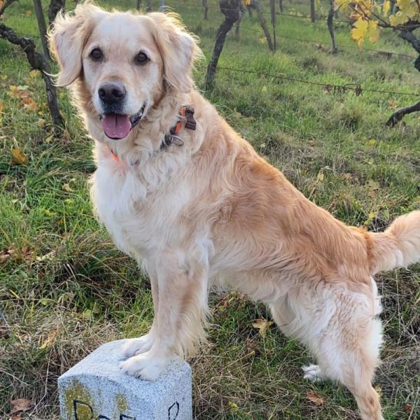 Fitness für den Hund