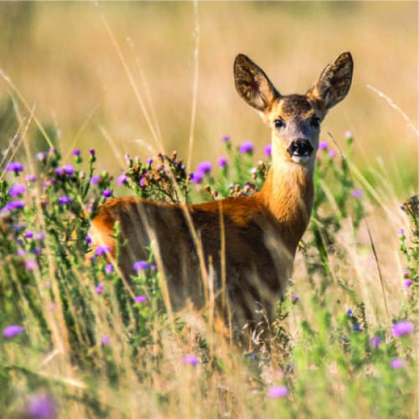 Training mit jagdlich motivierten Hunden Sonntags
