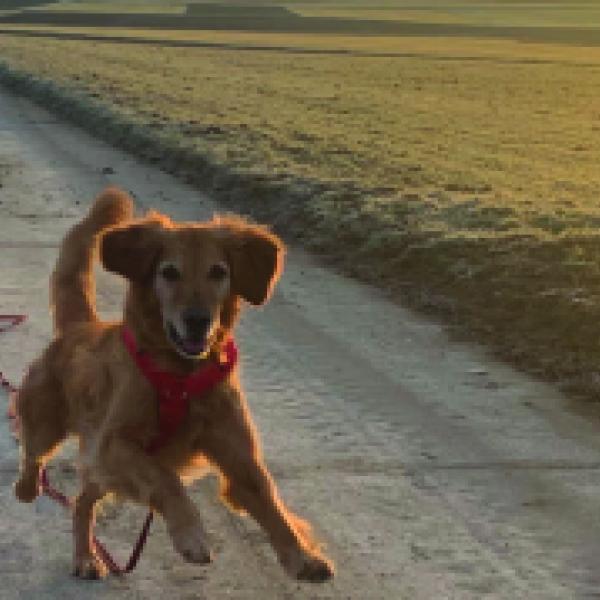 Junghundekurs Donnerstags