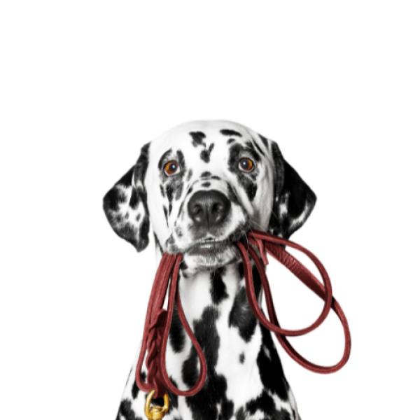 Special Time: Leinentraining