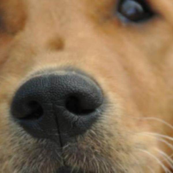 Faszination-Suche Dienstags