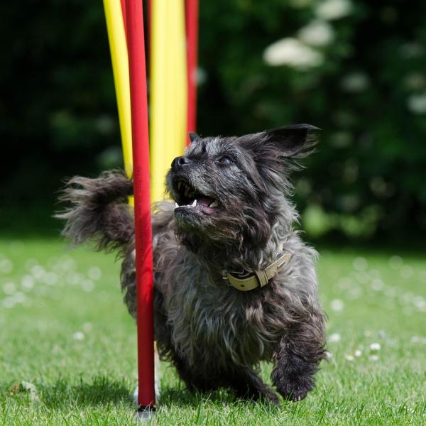 Agility - kleine Hunde