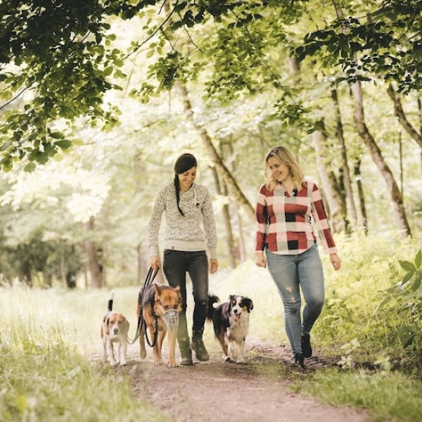 Vertrauen & Ruhe an der Leine - Basiskurs in der Gruppe