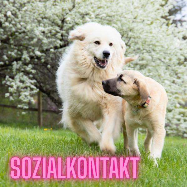 Sozialkontakt