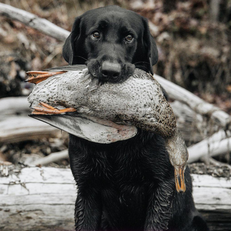 Nasenarbeit statt Jagdfieber (Zusatztermin)