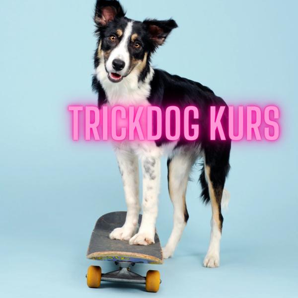 Dein Hund wird zum Trickdog