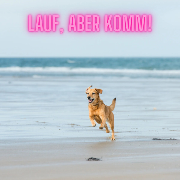 Rückrufkurs