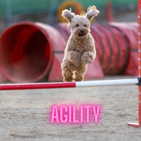 Agility