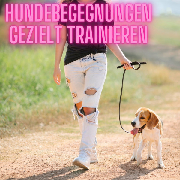 Hundebegegnungen gezielt trainieren