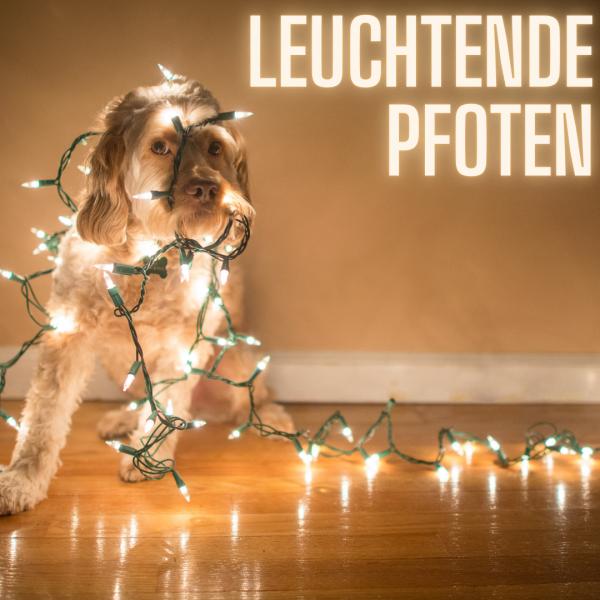 Leuchtende Pfoten im Dunkeln