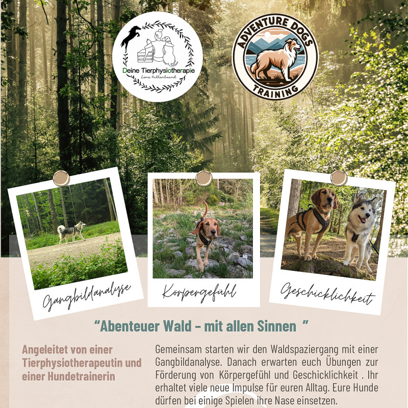Physiowalk Abenteuer Wald- mit allen Sinnen