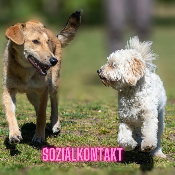 Sozialkontakt