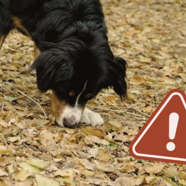 SAFETY FIRST – Anti-Giftköder-Training für kleine Staubsauger