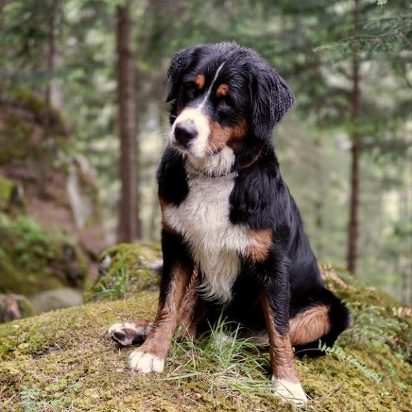 Die jungen Wilden – Gelassen durch die Pubertät