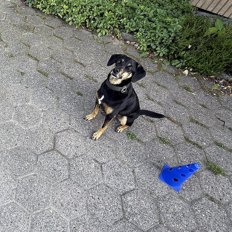 Longieren für Hunde – Einsteigerkurs