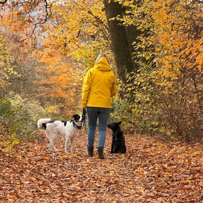 Die sichere Basis II – Grunderziehung für Fortgeschrittene