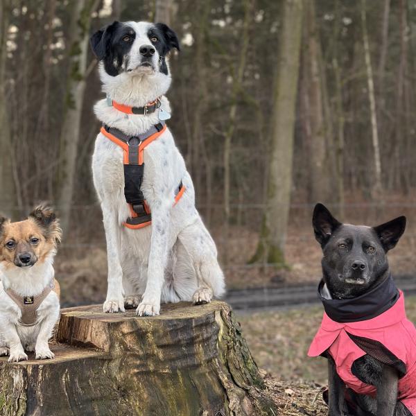 Workshop: Teamarbeit im Wald