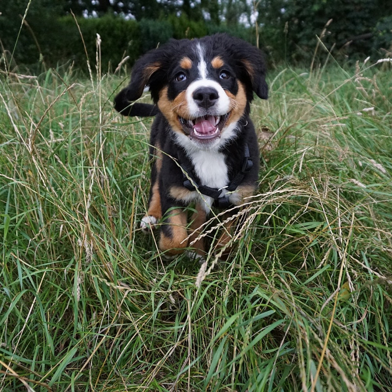 Ein Welpe zieht ein: Grundlagen für einen sicheren Start