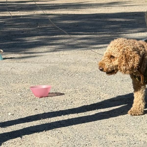 Die sichere Basis – Das 1x1 der Grunderziehung