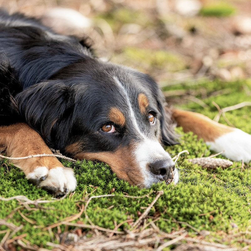 HIBBELHUNDE – In der Ruhe liegt die Kraft