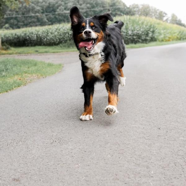 LEINENLOS? ABER SICHER! – Rückrufkurs Modul 1