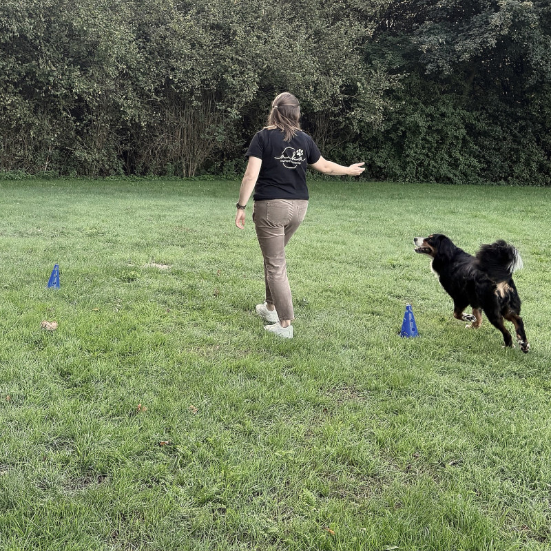 LONGIEREN FÜR HUNDE – Einsteigerkurs