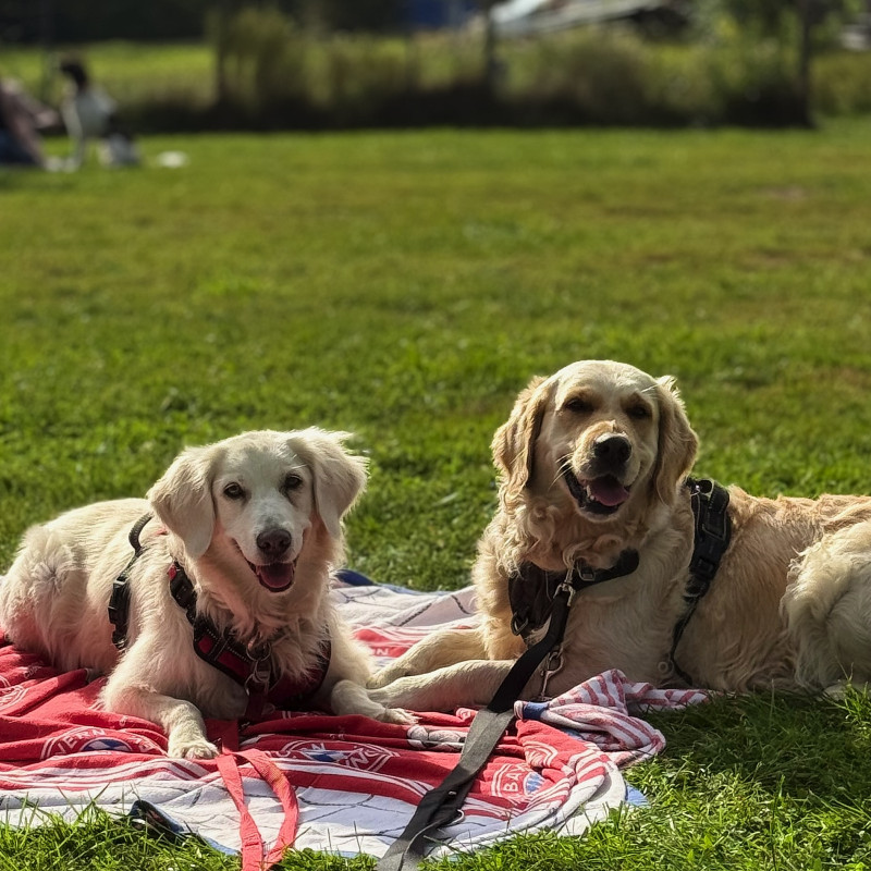 Social Picnic
