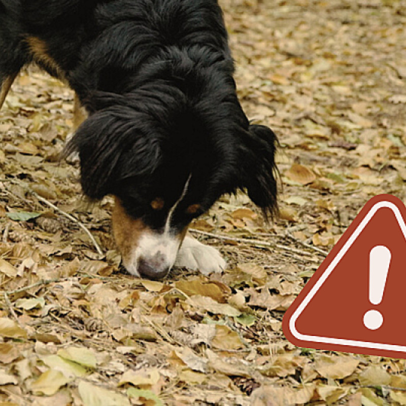 SAFETY FIRST – Anti-Giftköder-Training für kleine Staubsauger