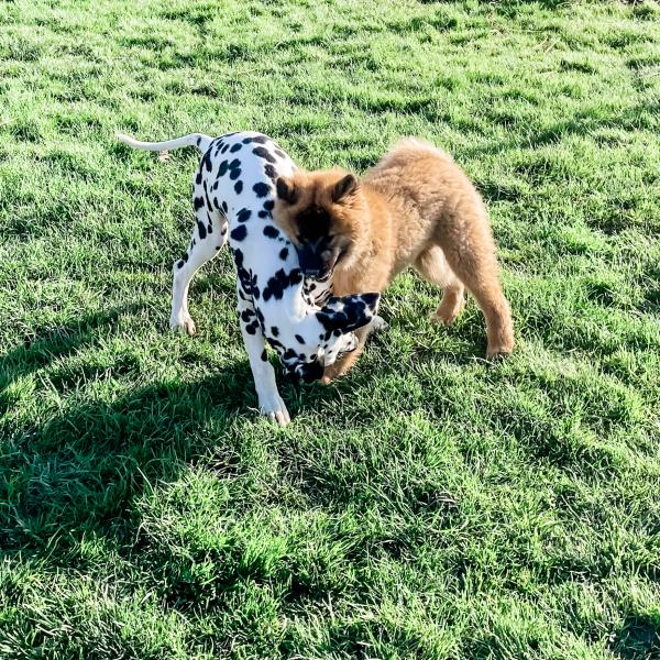 Lerne Deinen Hund jederzeit sicher zu lesen