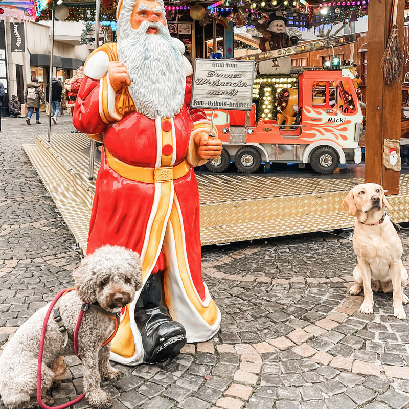 Mantrailing Highlight durch das weihnachtliche Arhweiler
