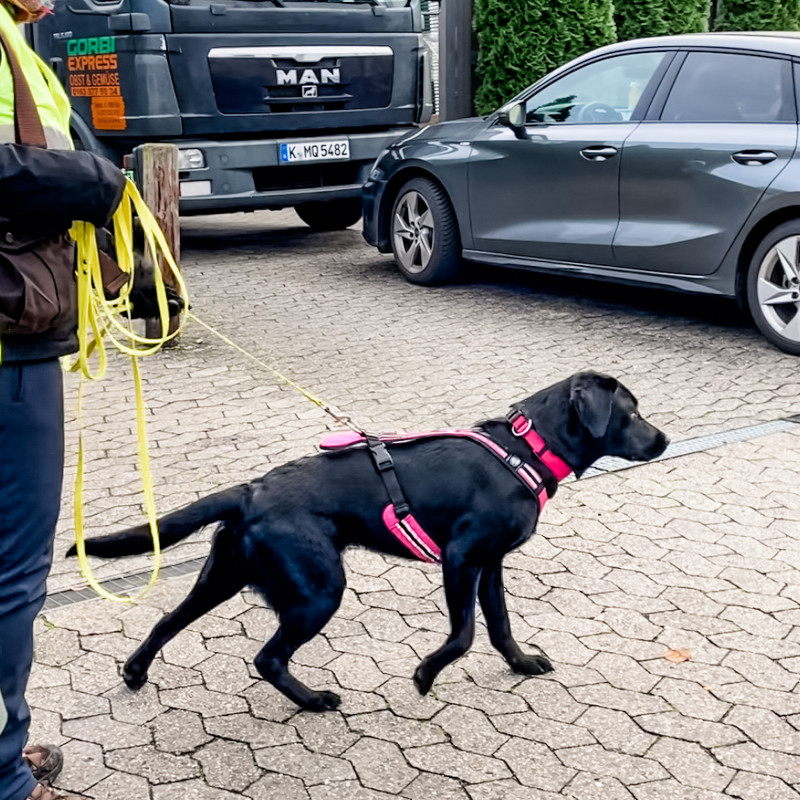 Mantrailing für Junghunde