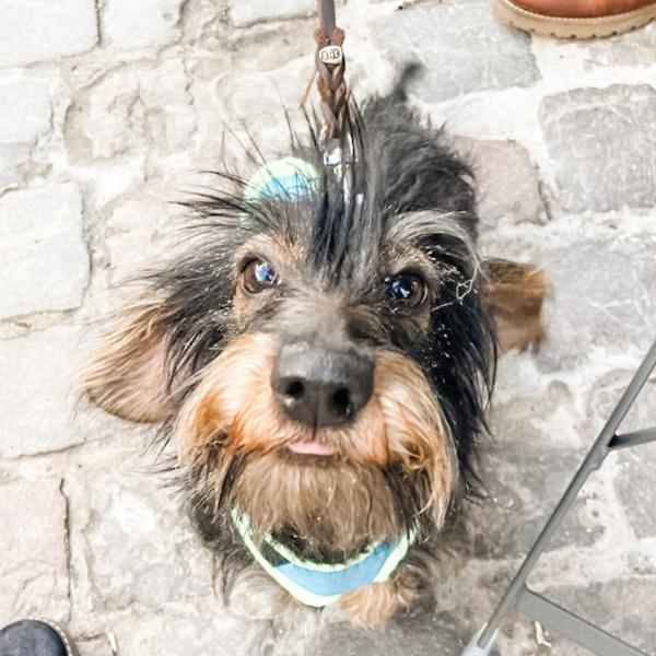 Hunde kleiner Rassen Mo 17:00