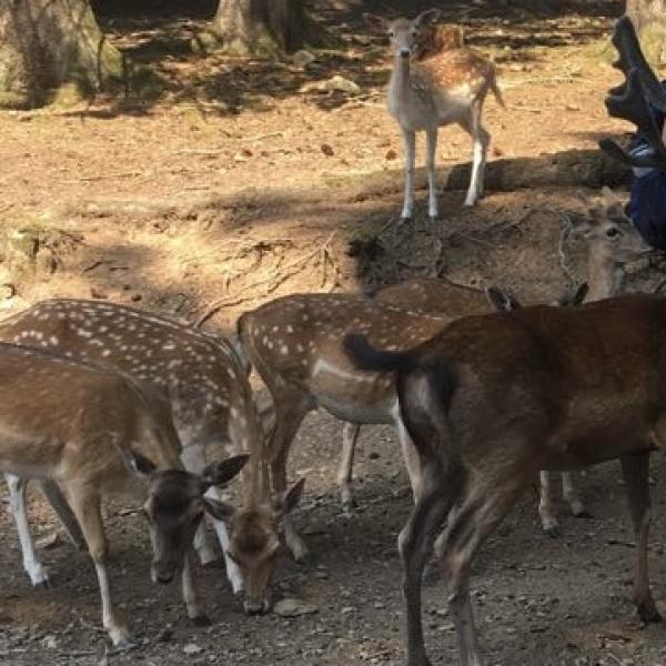Trainingsausflug ins Wildfreigehege Hellenthal