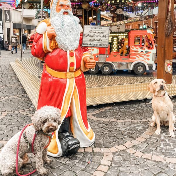 Mantrailing Highlight: Weihnachtlicher Trail zum Ahrweiler Weihnachtsmarkt