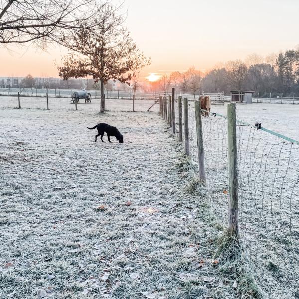 Agility Wintertraining Sa 11:15