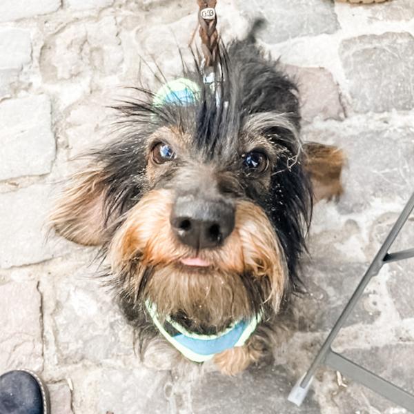 Hunde kleiner Rassen Sa 11:00