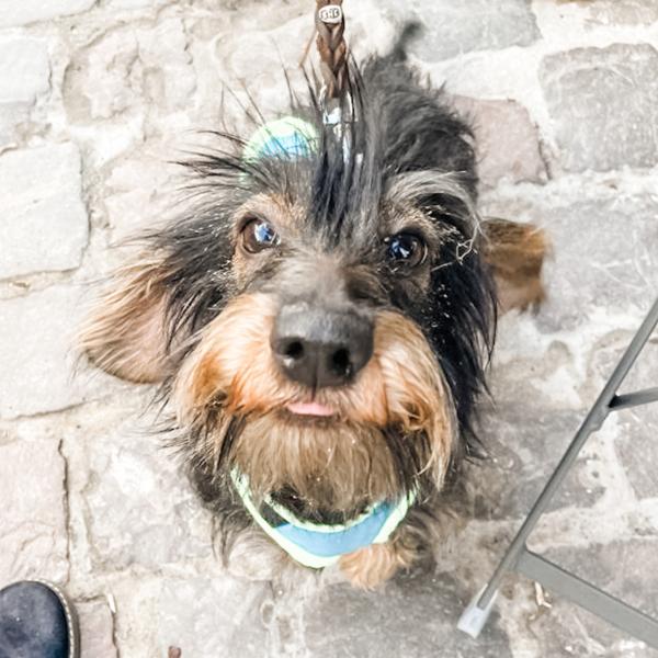 Hunde kleiner Rassen Fortgeschrittene Do 17:00