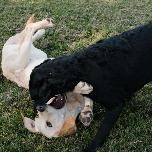 "Der will nur spielen"