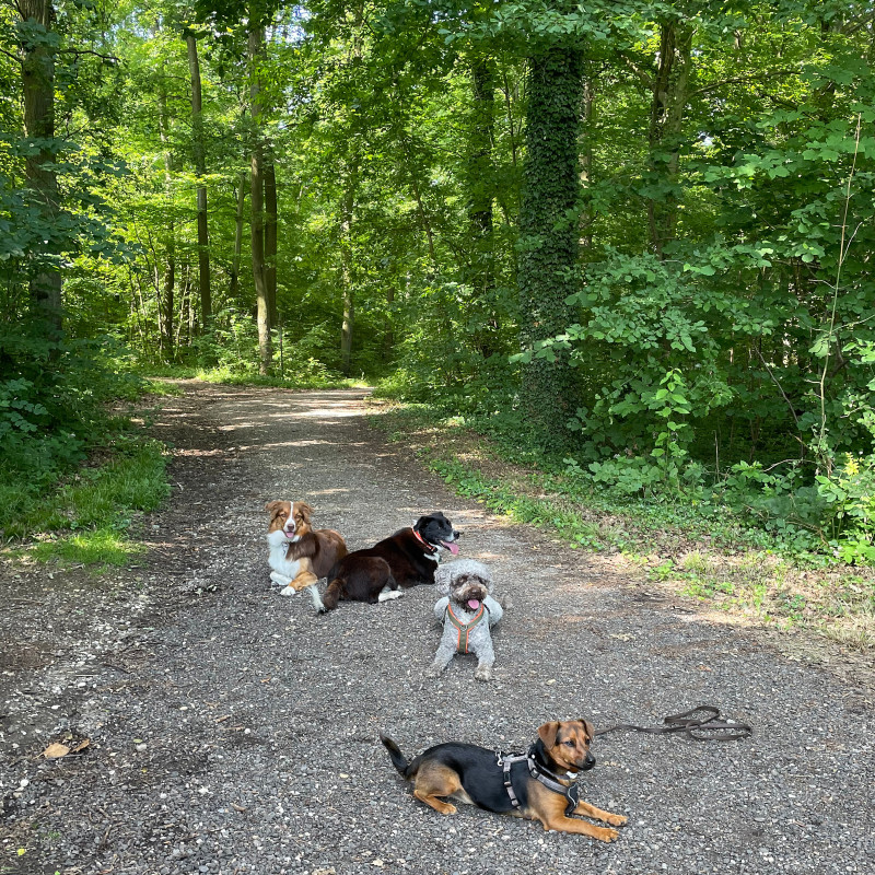 Revierspaziergang