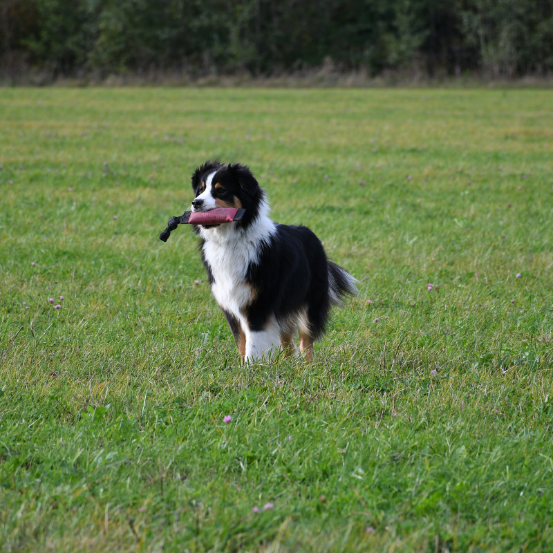 Artgerechte Beschäftigung: Einführung in das Apportiertraining