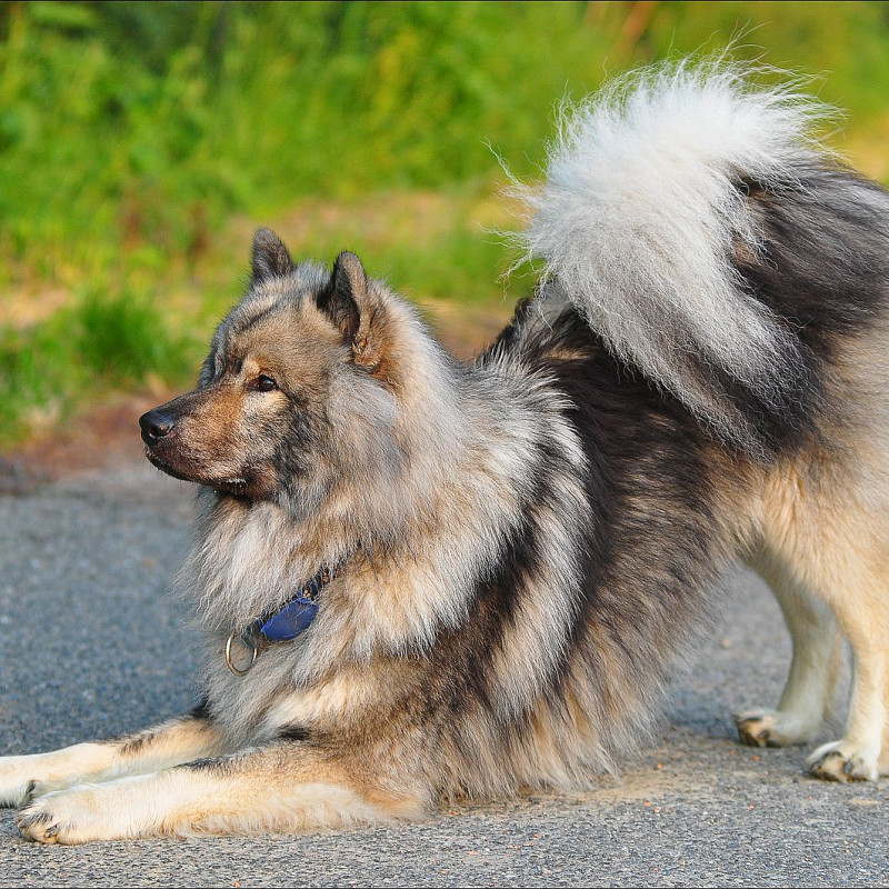 Trickdog